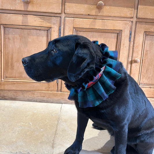 Dog collar - Black Watch tartan